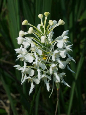 Platanthera conspicua -- note yellow crab spider in the center of the photo