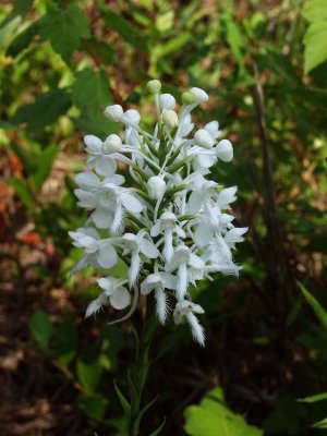 Platanthera conspicua