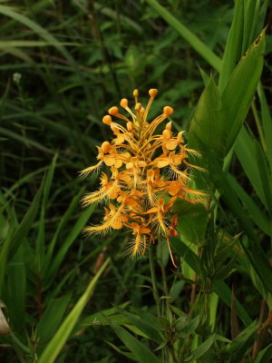 Platanthera ciliaris