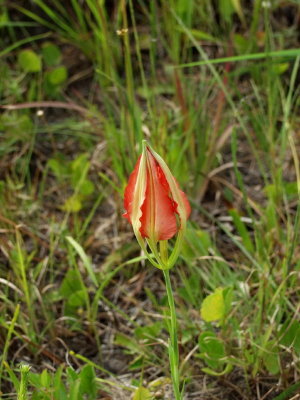 Lilium catesbaei (Catesby's lily or pine lily) in bud