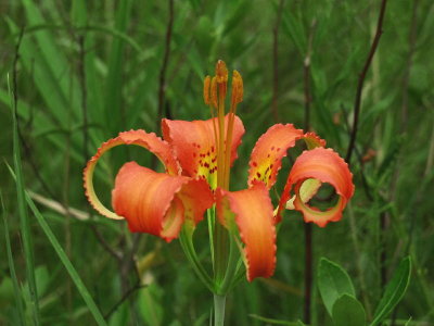 Lilium catesbaei in full bloom