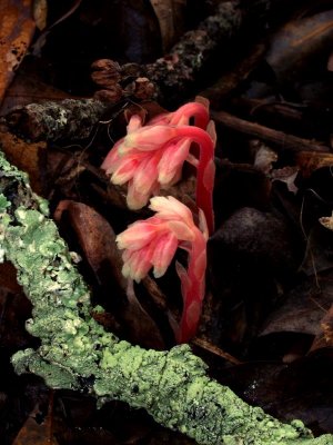 Monotropa hypopithys (pinesap) just poking out of the ground