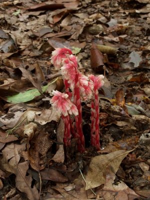 Monotropa hypopithys (pinesap)