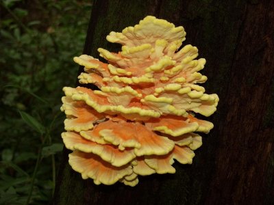 Tree fungus -- any guesses as to the species? The dead tree was festooned with groups of this fabulous fungus - 10 inches wide