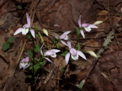 Triphora in full bloom -- 2007-08-17