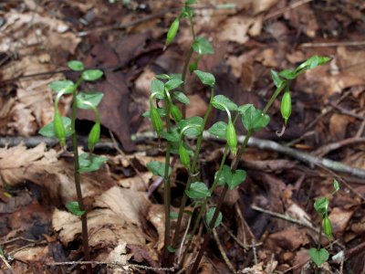 Triphora seed capsules -- 2007-09-02