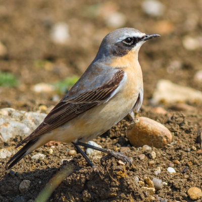 Wheatear male