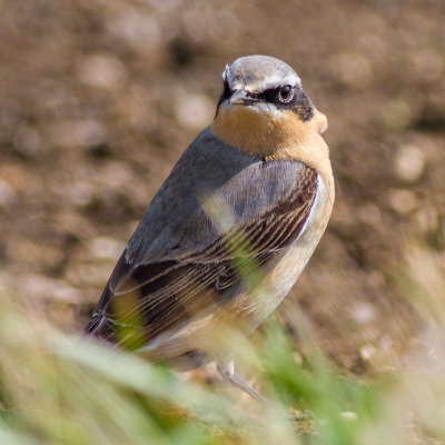 Wheatear male
