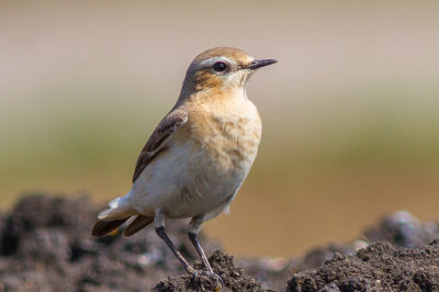 Wheatear female