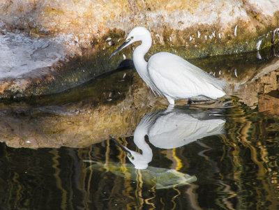 Little Egret
