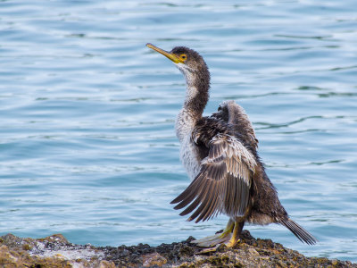 Shag, juvenile