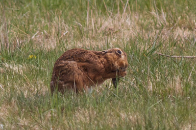 Brown Hare - ablutions