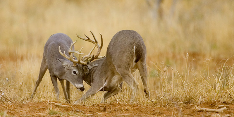 A Fight