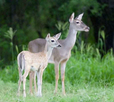 White Fawn