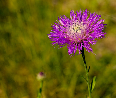 Purple Haze