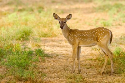 First Fawn '07