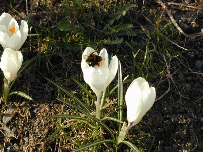 Bees Pollinating the Tulips Around Katarina (3/31)