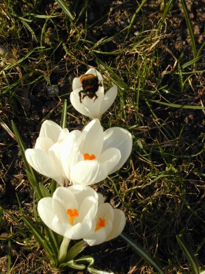 Bees Pollinating the Tulips Around Katarina (3/31)
