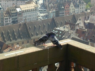 Pigeon Love on the Roof (4/13)