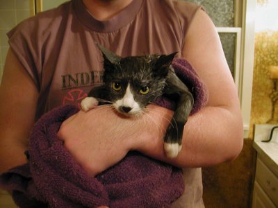 Sammy after a bath