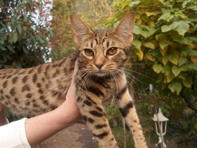 Loviz, 6 month old, now more known as Candy! :)