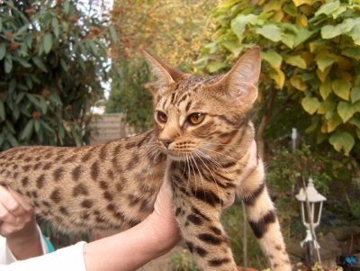 She has growed a lot since the last time I saw her, then she was just a kitten :)