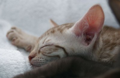 Still not asleep the ear tells..