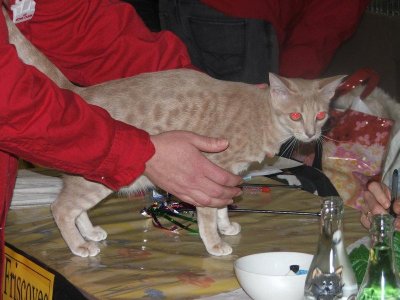 Sahara on the showbench