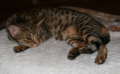 Candy about 8 month old resting..