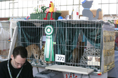 Saturday morning, our side of the showcages..
