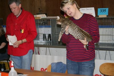 Kahla with Jaana Jyrkinen who judged the tawnyspotted ocicats on saturday