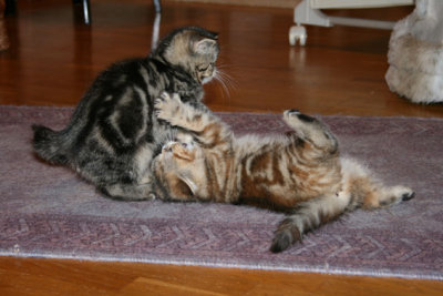 I lektagen 10 veckor gamla, Dusty & Indy hr och p nsta 2..