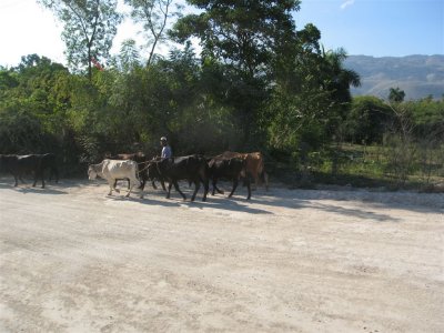 cows going to market