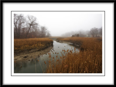 Misty Marsh, Rye