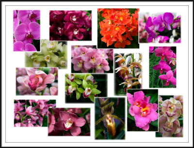 Scenes from the Orchid Show