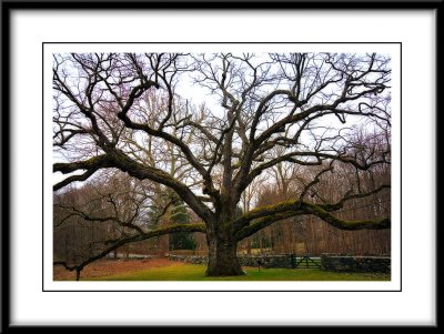The Bedford Oak