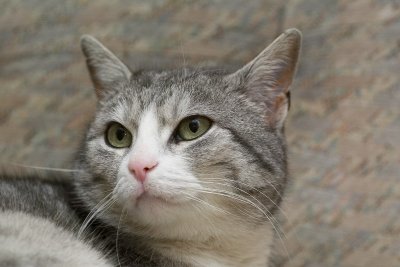 cats_030207