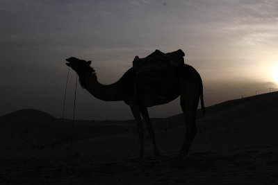 A camel at dusk.