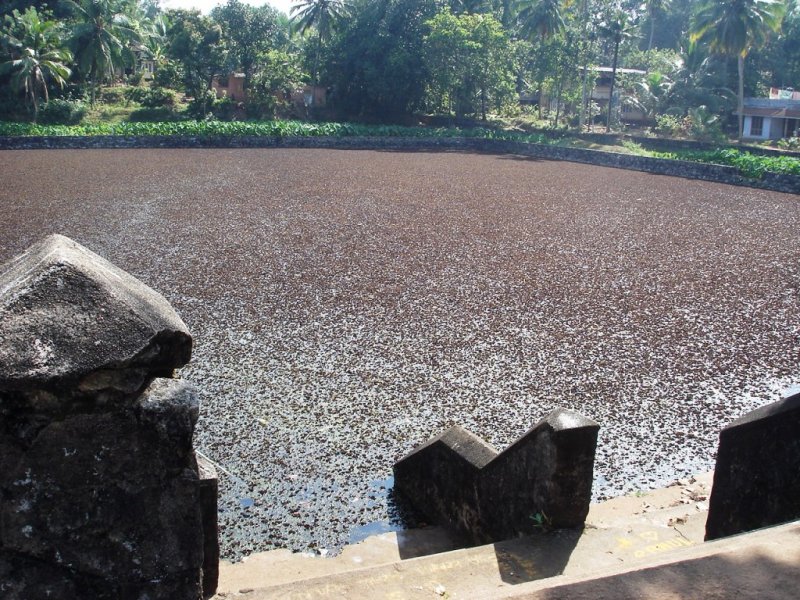 Thrickodithanam Pushkarani