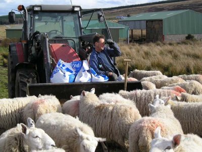 Mr Clarke surveys the lambing field