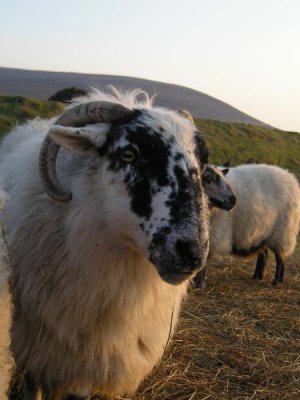 Bailey's Blackface Ewe