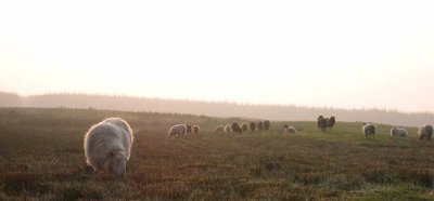 Shetlands in the mist