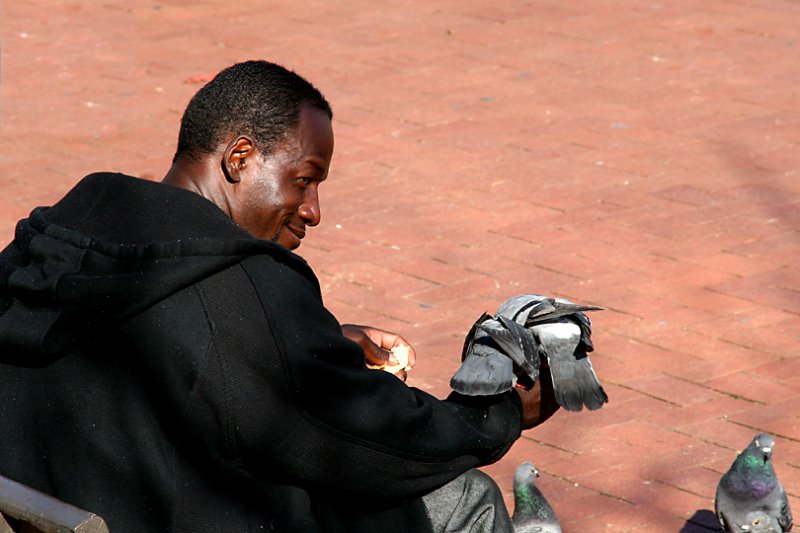 Feeding Pigeons