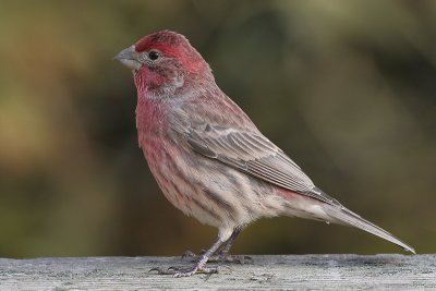 House Finch