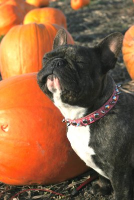 taz in the pumpkin patch.jpg