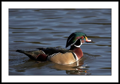 Wood duck