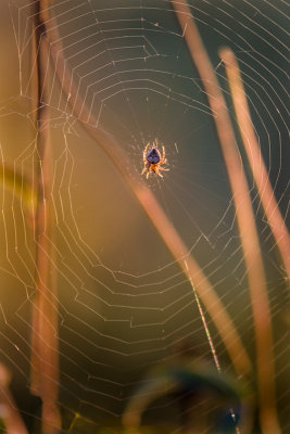 Spideys web