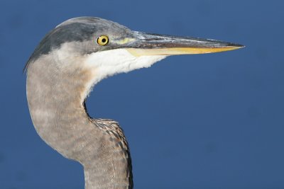 Great Blue Heron Profile