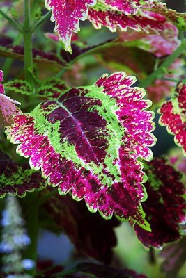 Coleus