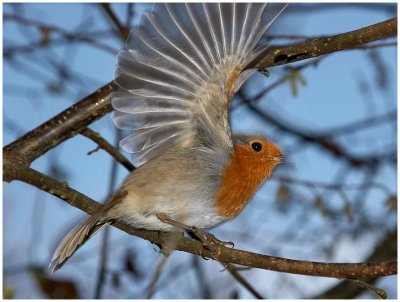 Obliging robin
